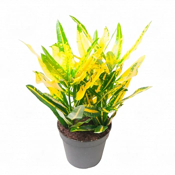 Кодиеум "Sunny Star" variegatum