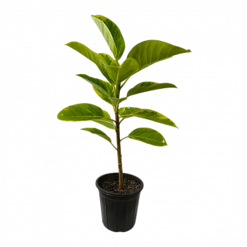 Фикус Альтиссима / Ficus Altissima