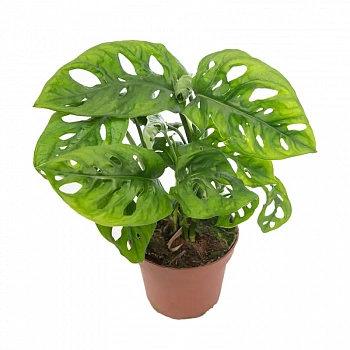 Монстера "Monkey Leaf"