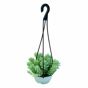 Гибрид седум х седеверия Гарри / Sedum х Sedeveria Harry