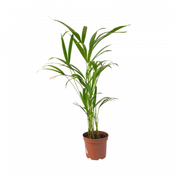 Арековая пальма (Dypsis lutescens) купить