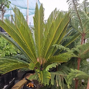 Цикас поникающий / Cycas Revoluta