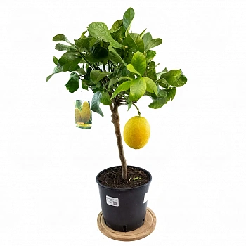 Цитрон Пиретто / Citrus medica Piretto — цитрусовое растение, фото

