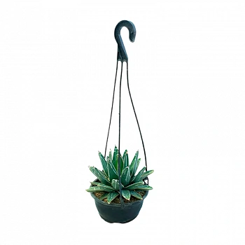 Агава "Виктория Регина" / Agave "Victoriae Reginae"