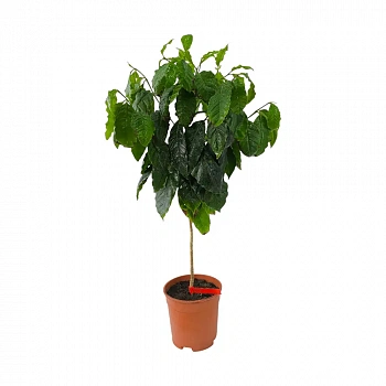 Кофе Арабика Каттура / Coffee Arabica Caturra
