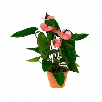Антуриум Фламинго Пинк / Anthurium Flamingo Pink
