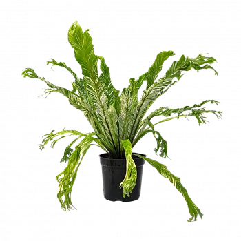 Асплениум Вайт Мунлайт вариегатный / Asplenium nidus Variegata  White Moonlight