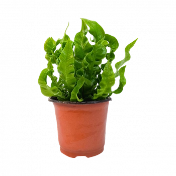 Асплениум Криспи Вейв / Asplenium Nidus Crispy Wave