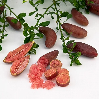 Микроцитрус Вайчоп / Microcitrus Wauchope — цитрусовое растение, фото
