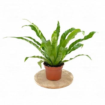 Асплениум антикум / Asplenium antiquum
