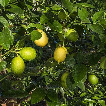 Лайм / Lime du Mohtasseb" — цитрусовое растение, фото
