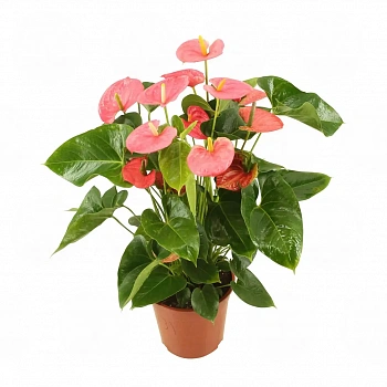 Антуриум Ариса Пинк / Anthurium ARISA PINK