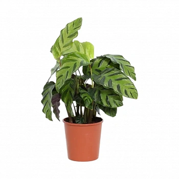 Калатея Мисто / Calathea Misto
