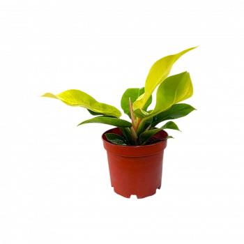 Филодендрон "Lemon Lime" 