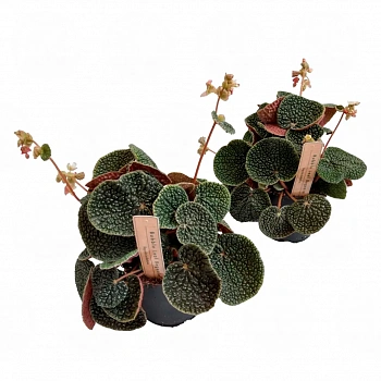 Бегония bullatifolia