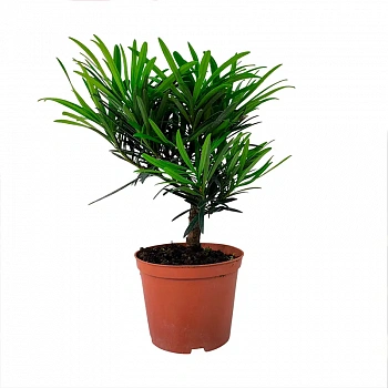 Подокарпус, подокарп, многоплодник / Podocarpus