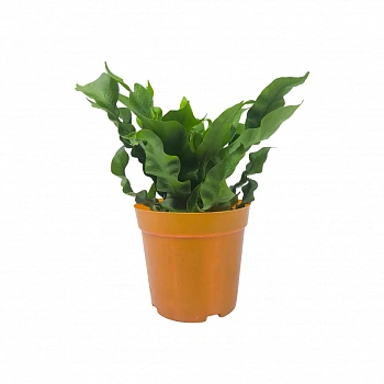 Асплениум Флейм / Asplenium Flame