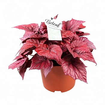 Бегония BELEAF INCA FLAME