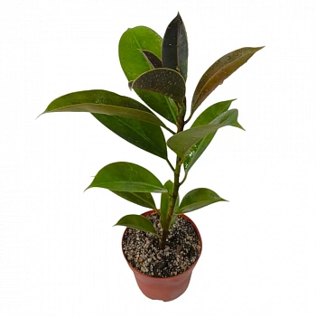 Фикус эластика "Мелани" / Ficus elastica "Melany"