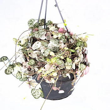 Церопегия  'Variegata'