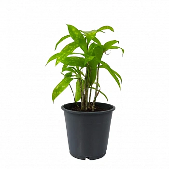 Драцена Суркулоза Санни Дей / Dracaena surculosa Sunny Day