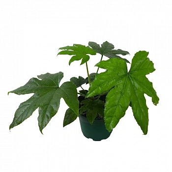 Фатсия японская /Fatsia japonica