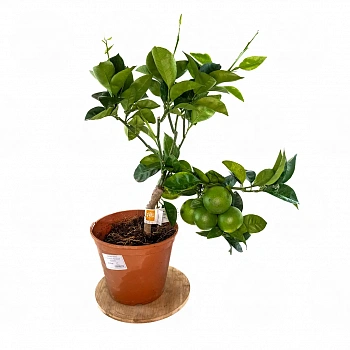 Купить апельсин Тарокко Ипполито (Citrus sinensis "Tarocco Ippolito")