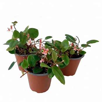 Бегония elaeagnifolia