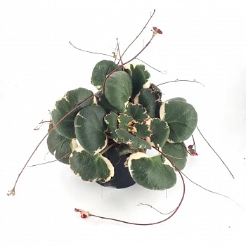 Саксифрага stolonifera 'Tricolor'