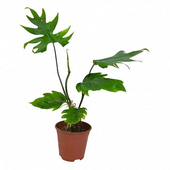 Филодендрон дваждыперистонадрезный/ Philodendron bipinnatifidum