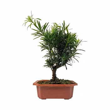 Бонсай Подокарпус / Bonsai Podocarpus