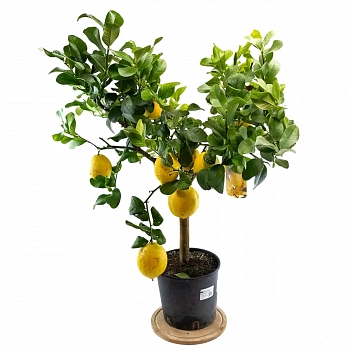 Лимон Лунарио 435 / Lemon Lunario 435 — цитрусовое растение, фото
