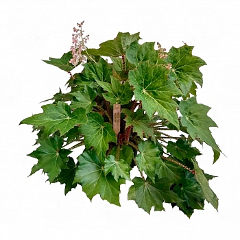 Бегония x ricinifolia 'Immense'