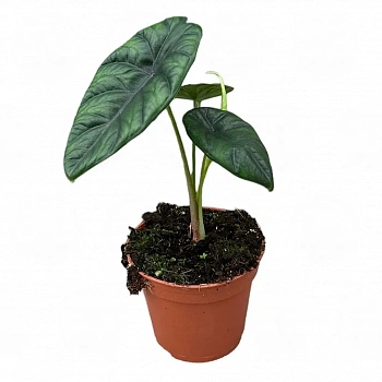 Алоказия puncakborneensis
