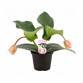 Мединилла Кэнди / Medinilla Candy