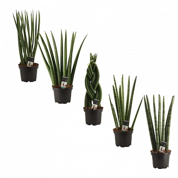 Сансевиерия люкс Mix/ Sansevieria Luxury Mix