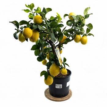 Лимон Фемминелло Инкаппуччиато / Lemon Femminello Incappucciato — цитрусовое растение, фото
