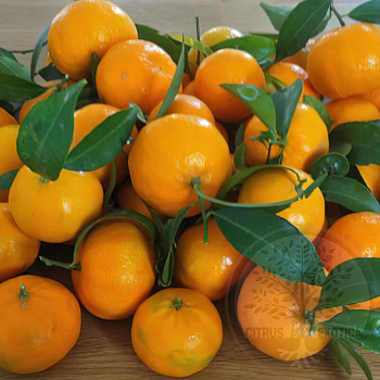 Мандарин Чакулли пиколо / Mandarin Ciaculli piccolo — цитрусовое растение, фото
