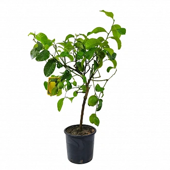 Цитрон Риччо / Citrus medica delle isole Eolie/ Riccio — цитрусовое растение, фото

