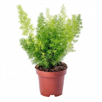 Аспарагус "Мейера" / Asparagus densiflorus Myers