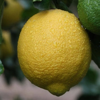 Лимон Виллафранса / Lemon Villafranca — цитрусовое растение, фото
