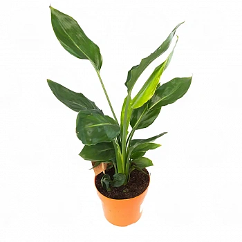 Стрелиция Реджина / Strelitzia Reginae