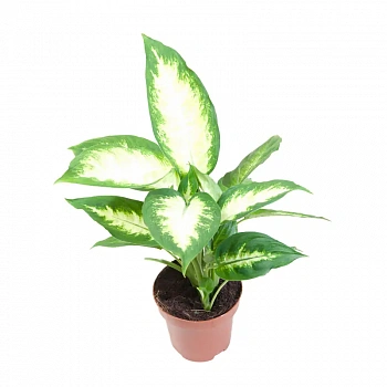 Диффенбахия Камилла / Dieffenbachia Camilla