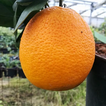 Апельсин Томпсон нуцелярный / Orange Tompson — цитрусовое растение, фото
