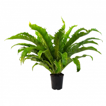 Асплениум Венера / Asplenium Nidus Venus