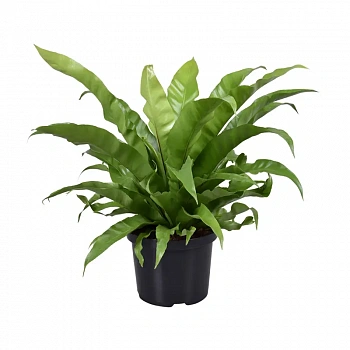 Асплениум / Asplenium Antiquum
