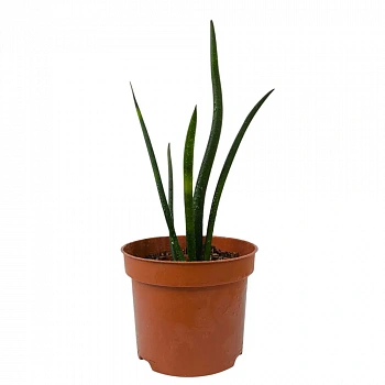 Сансевиерия цилиндрика / Sansevieria Cylindrica