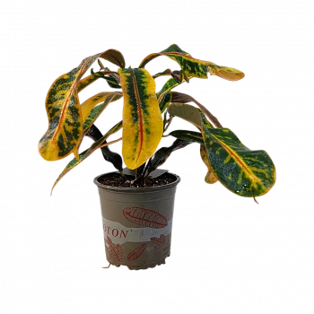 Кодиеум Гуаябо / Codiaeum Guayabo
