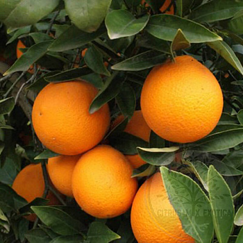 Апельсин Навелейт / Orange Navelate — цитрусовое растение, фото
