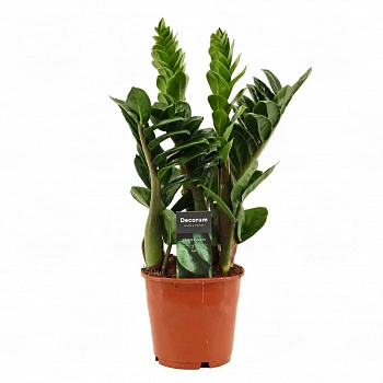 Замиокулькас Зензи / Zamioculcas zamiifolia Zenzi